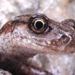 Geotritone - Foto Enrico Lana